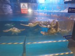 -烟台海昌鲸鲨海洋公园