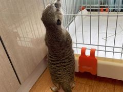 -北京观赏动物医院·24小时大型综合·猫专科·异宠专科