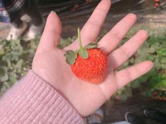 -大自然农场蔬菜草莓采摘园