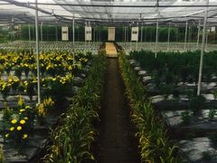 -Ohkajhu Organic Farm Sansai