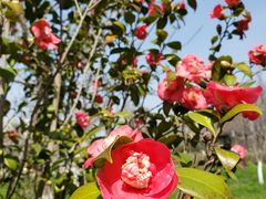-白塘生态植物园