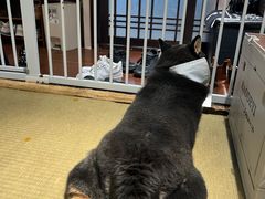-逗柴咖啡屋·狗咖猫咖宠物桌游