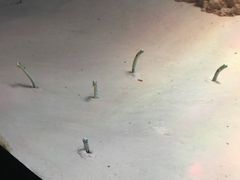 -暹罗海洋世界
