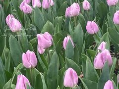 -上海鲜花港