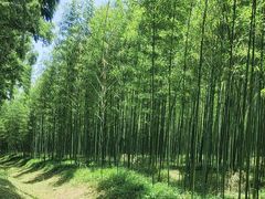 -黄海国家森林公园