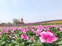 -杭州湾海上花田景区