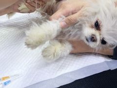 -美联众合动物医院·24h转诊中心