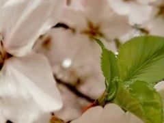 -同济大学(嘉定校区)