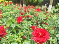 -花溪公园