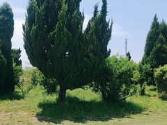 -盐城丹顶鹤湿地生态旅游区