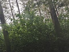 -黄海国家森林公园