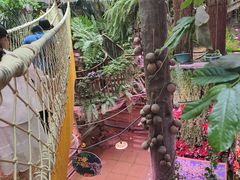 -正佳雨林生态植物园
