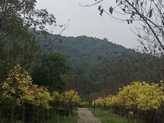 -武汉姚家山旅游景区