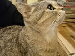 -猫色咖啡·猫咖