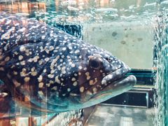 -金翠皇宫粤菜·点心·海鲜(科技园店)