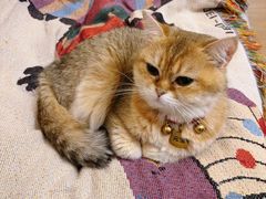 -唐小姐の私宠·宠物洗护美容·撸猫馆·购宠(周浦万达旗舰店)