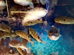 -肆月河豚·新淮扬(金融街店)