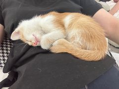 -贝康宠物医院·犬猫全科·小动物特色诊疗中心(东环路店)