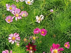 -西京湾花海