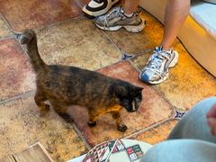 -Sirena海妖日咖夜酒