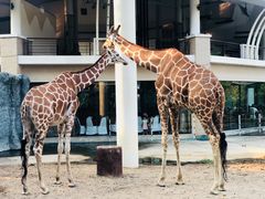 -清迈夜间动物园