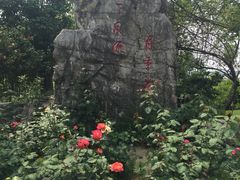 -鹅湖玫瑰文化园