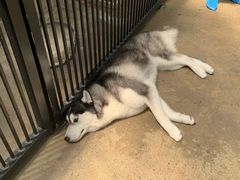 -TrueLove @ Neverland (Husky Cafe)
