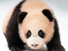 -鲜粉匠·鲍汁肠粉(民治店)