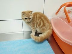 -康乐宝动物医院