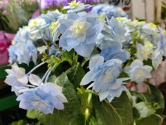 -三旗百汇商品城