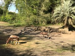 -奥兰多迪士尼动物王国乐园