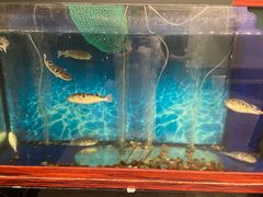 -肆月河豚·新淮扬(金融街店)