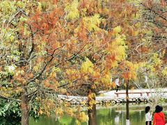 -中山市树木园