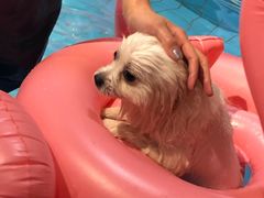 -Goku PET SHOP宠物视觉生活馆(双井店)