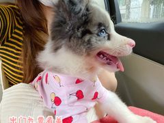 -翊宠yipet猫狗购宠庄园犬舍•猫舍