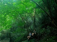 -天目山大树王景区
