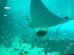 -悉尼海洋生物水族馆
