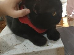 -滚猫咖啡·猫咖·猫友好撸猫(未来城店)