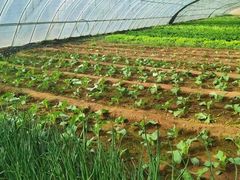 -庞各庄翠芳园西瓜蔬菜基地采摘园