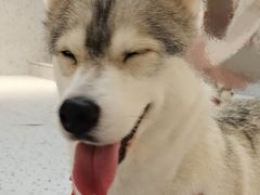 -Husky Go!哈士奇体验馆·宠物咖啡厅狗咖