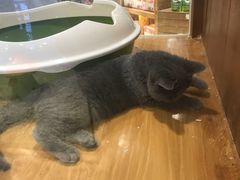 -龟与熊猫宠物公园(南坪店)