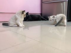 -喵百万·布偶·蓝金金渐层英短·猫舍(百子湾店)