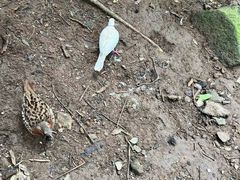-呀诺达热带雨林