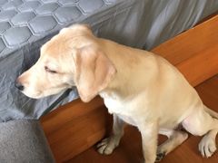 -翊宠yipet猫狗购宠庄园犬舍•猫舍