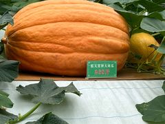 -兰陵国家农业公园