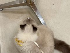 -共舞时光猫咖·狗咖(新街口店)