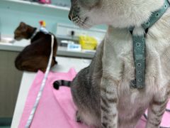 -北京观赏动物医院·24小时大型综合·猫专科·异宠专科