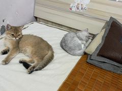 -心仪动物医院·牙专科·肿瘤·心脏科(西客站院)