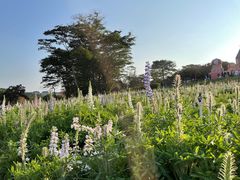 -松山湖梦幻百花洲