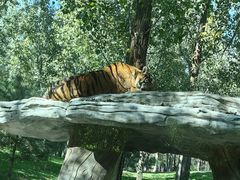 -北京野生动物园